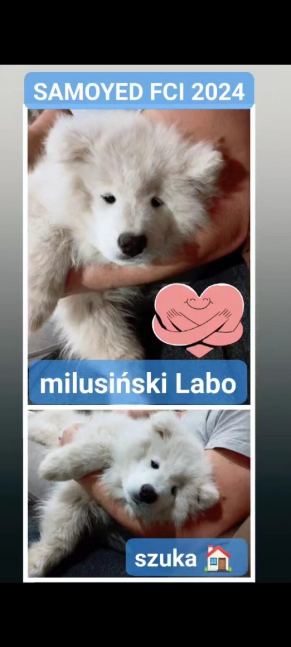 Samoyed